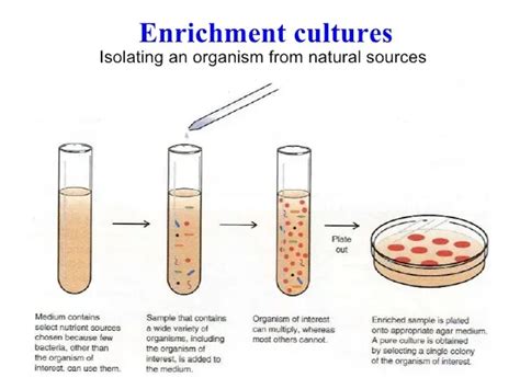 Enrichment Culture Technique - Definition, Composition, Advantages ...