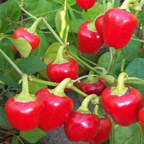 Buy Chilli F1 Hybrid Red Pearl Queen - Vegetable Seeds online from ...