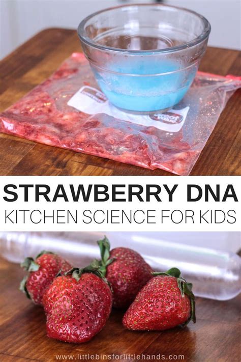 Extracting Strawberry DNA Lab 的图像结果