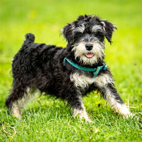 Miniature Schnauzer - Responsible Dog Breeder
