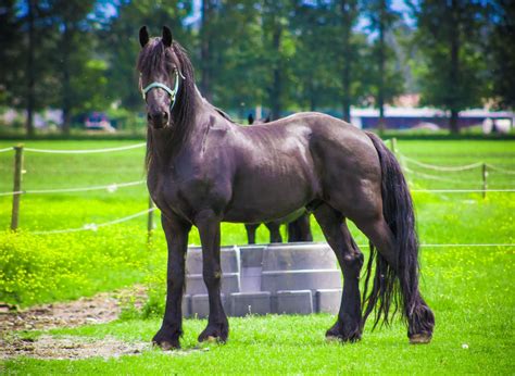 Discover The Different Types Of Friesian Horses: An Overview