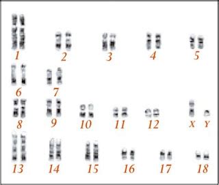 Image result for Research Code Sheet Example