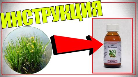 Настойка корня аира спиртовая для зубов: применение и рецепты