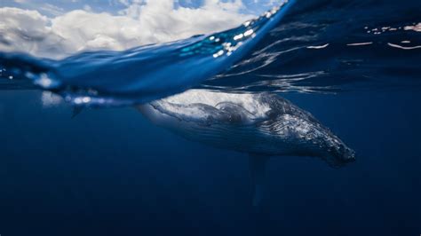 Bing Wallpaper Whale 的图像结果