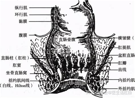 肛管直肠周围脓肿_《普通外科学》在线阅读_【中医宝典】