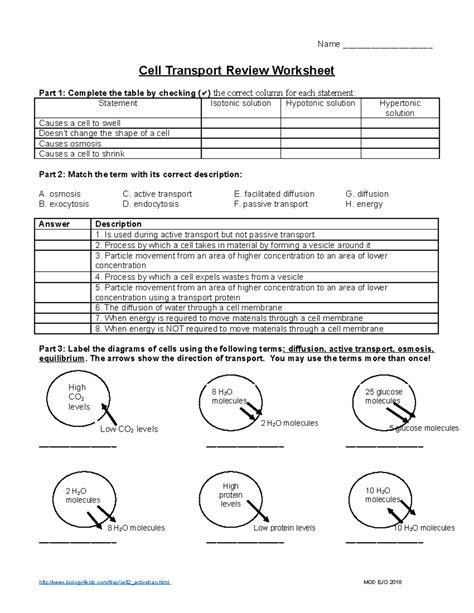 Active And Passive Transport Worksheet - E-streetlight.com