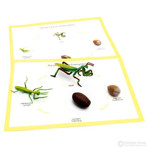 Printable Praying Mantis Life Cycle