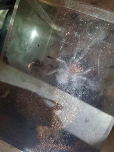Female salmon pink birdeater?? : r/tarantulas