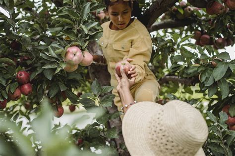 Is Apple Low FODMAP? (Answered!) - are apples low fodmap