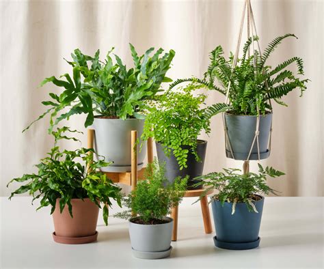 Indoor Fern Plants