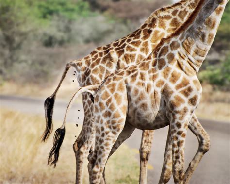 Image result for Giraffe Poop Facts