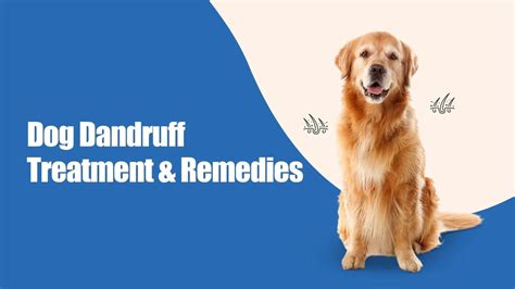 Dog Dandruff: Causes & Tips to Treat It | Zigly