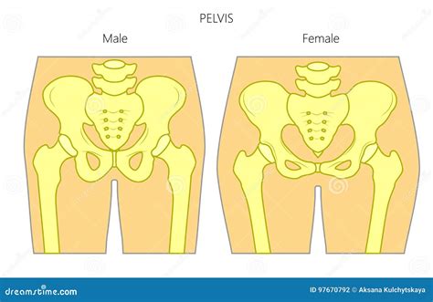 Female Pelvis Bone Anatomy Vector Illustration | CartoonDealer.com #78451608