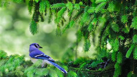 Rainforest Animals Coniferous Late Successional Mixed Conifer Forests