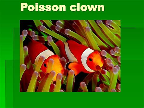 Image result for Poisson Clown