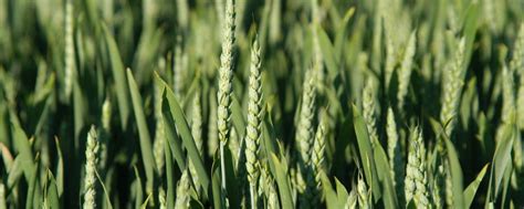 Landwirten drohen Ertragsausfälle durch neue Getreidekrankheit ...
