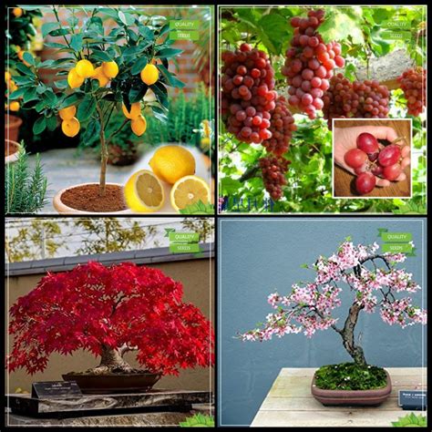 Creative Farmer Seeds Combo Bonsai Suitable Tree : Japanese Maple ...