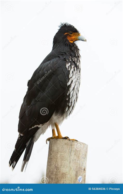 Curiquinge Andean Bird in Cotopaxi National Park in Ecuador Stock Photo ...