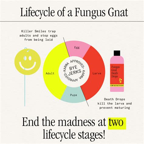 Fungus Gnat Death Drops