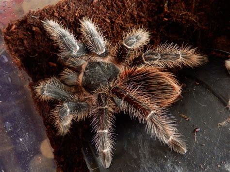 Salmon Pink Bird Eater Tarantula