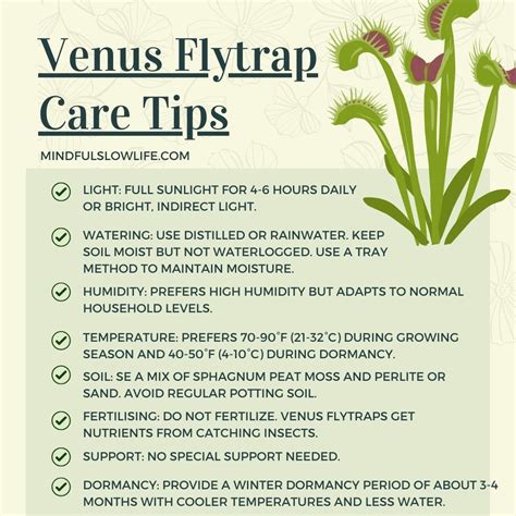 How to care for a venus fly trap – Artofit
