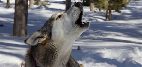 +Dogs Howling Cyotes 的图像结果