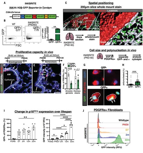 Science publishes paper revealing 'zombie' cells with therapeutic functions - iNEWS