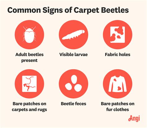 6 Signs You Have Carpet Beetles | Angi