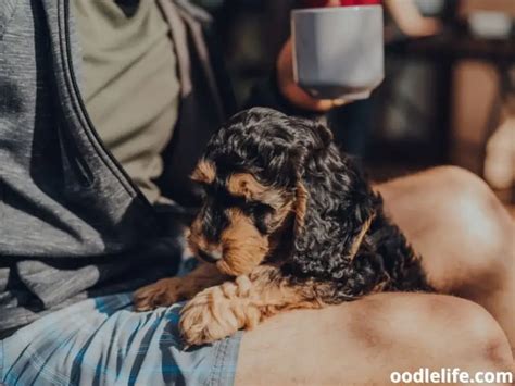 Image result for Cockapoo Grown Up