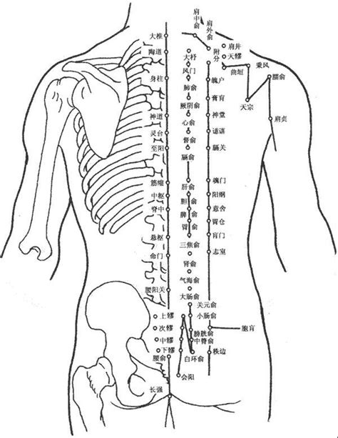 超详细人体背部穴位图解，常用的几个背部保健穴位一定要知道 — 爱达夫养生