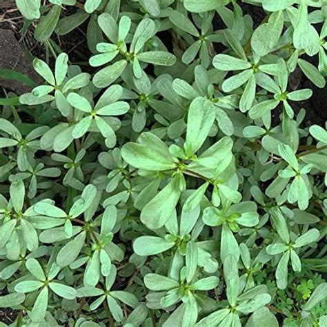 SmokeCampCrafts Organic Purslane Seeds Portulaca oleracea 1000 Seeds ...