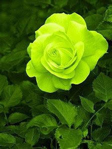 SAVE GREEN Rose Plant Price in India - Buy SAVE GREEN Rose Plant online ...