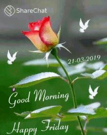 Good Morning Friday GIFs | Tenor