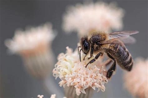 梦见蜜蜂-梦到蜜蜂是什么意思-做梦梦见蜜蜂好不好-周公解梦-华易算命网