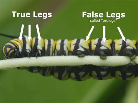 What do monarch butterfly larvae do?