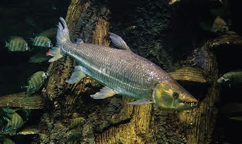 SOE 2026: Climate Change Threatens 8,000 Species with Extinction
