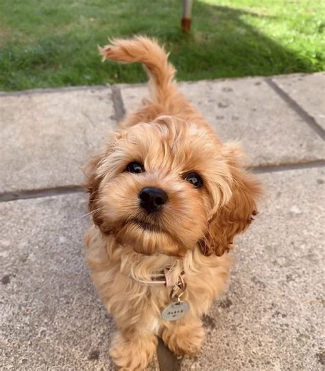 Cavapoo Puppies For Sale | Louisiana, MO #336248 | Petzlover