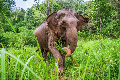 Asian Elephant Facts