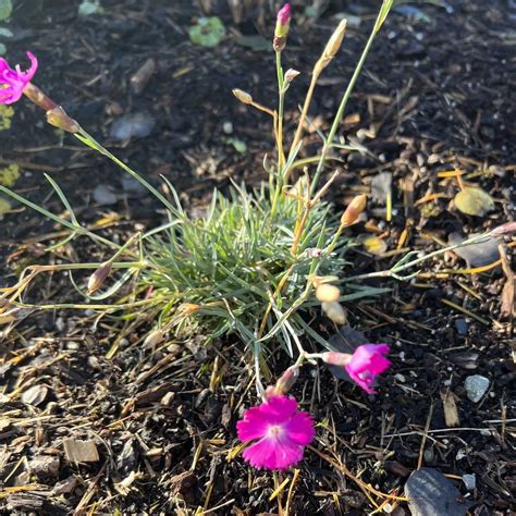 Plant FAQs: Dianthus Firewitch
