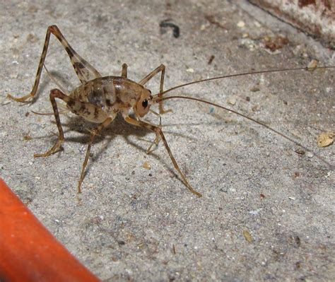 Giant Cave Cricket