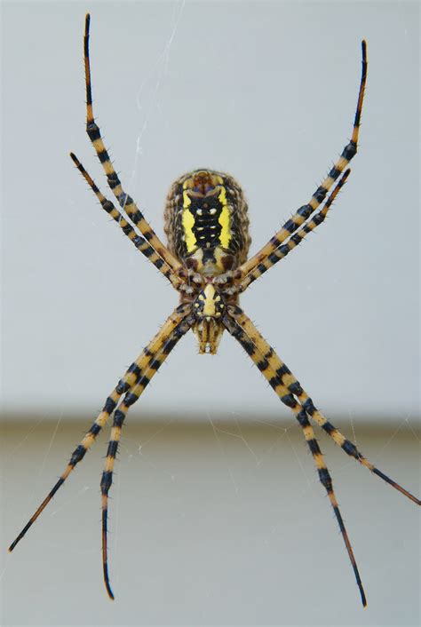 Banded Garden Spider (Argiope trifasciata) - Plants and Animals of ...