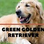 Image result for Golden Retriever Protecting Wildlife Bunnies
