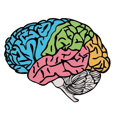 Image result for Prefrontal Cortex Brain Drawing