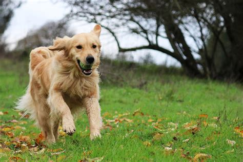 Top 7 Best Field Golden Retriever Breeders In The U.S.