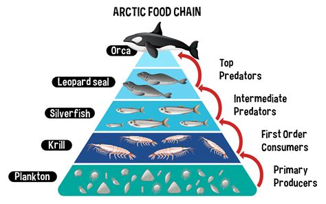 Diagram showing Arctic food chain for education 2776054 Vector Art at ...