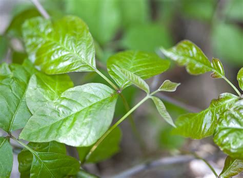 Poison Ivy Infection Treatment at Harry Northcott blog