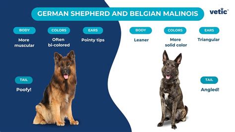 German Shepherd: Everything You Need to Know About GSD