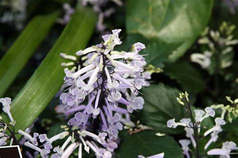 Plectranthus Mona Lavender