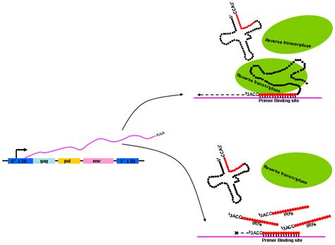 Endogenous Retroviruses Function as Gene Expression Regulatory Elements ...