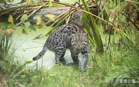 渔猫：授之以鱼，不如授之以渔，自食其力的猫族钓者，已不足百只 - 哔哩哔哩